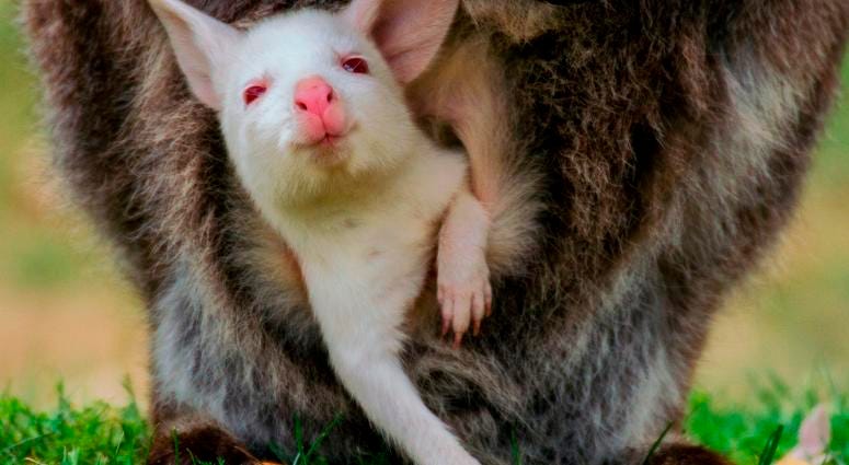 Albino Wallaby Albino Wallaby