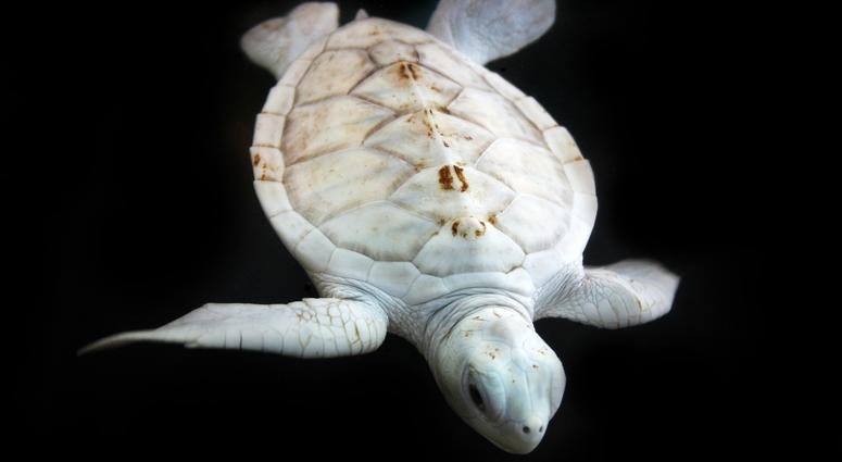 Albino Turtle Albino Turtle