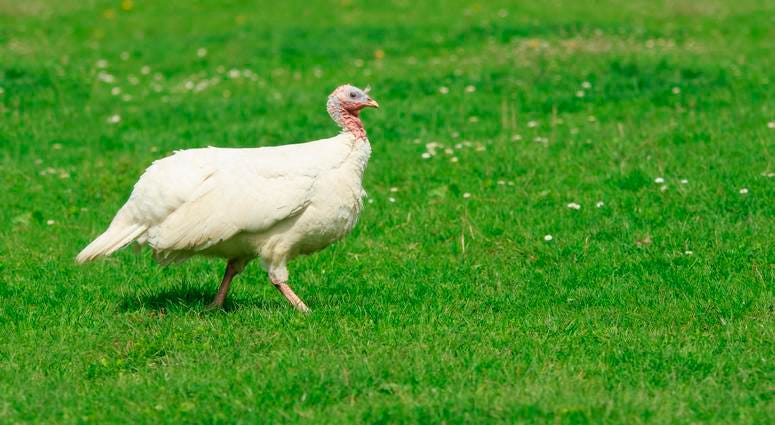 Albino Turkey Albino Turkey