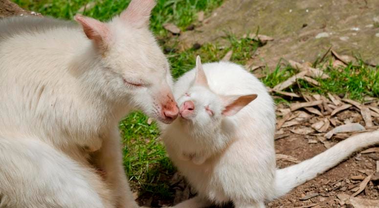 Albino Kangaroo Albino Kangaroo