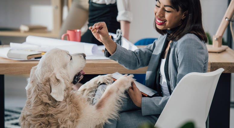 Bring Your Dogs To Work Bring Your Dogs To Work