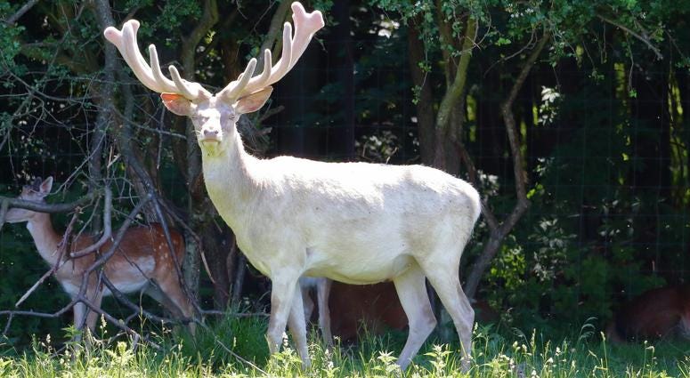 Albino Deer Albino Deer