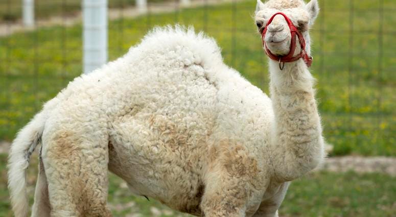 Albino Camel Albino Camel