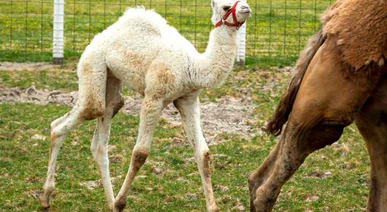 Albino Camel Albino Camel