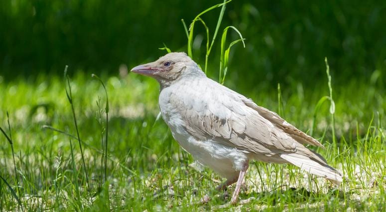 Albino Raven Albino Raven