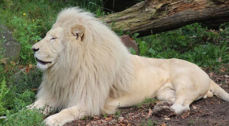 White African Lion White African Lion