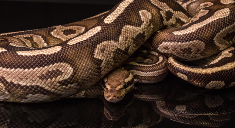 ball python ball python