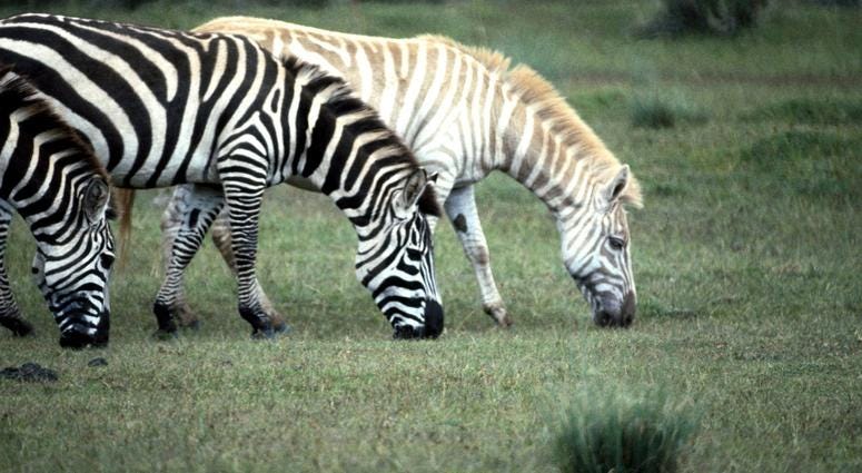Albino Zebra Albino Zebra