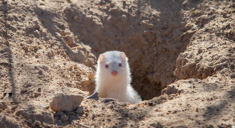 Albino Ferret Albino Ferret