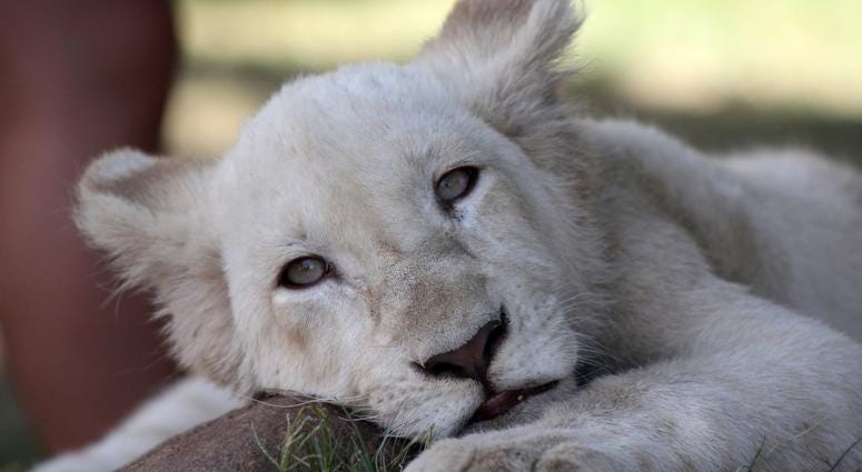 White African Lion White African Lion