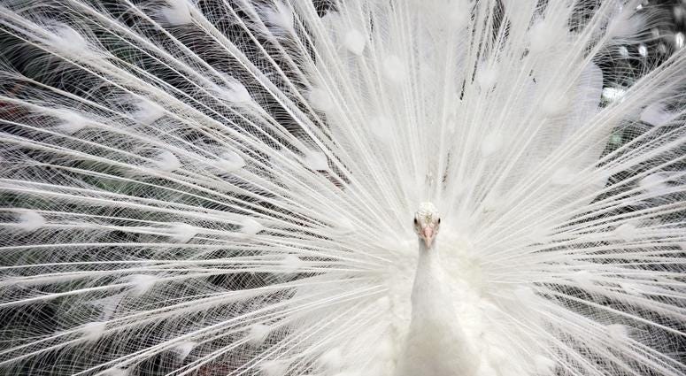 Piebald Peacock Piebald Peacock