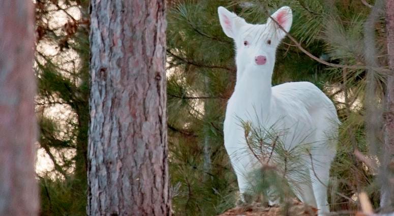 Albino Deer Albino Deer