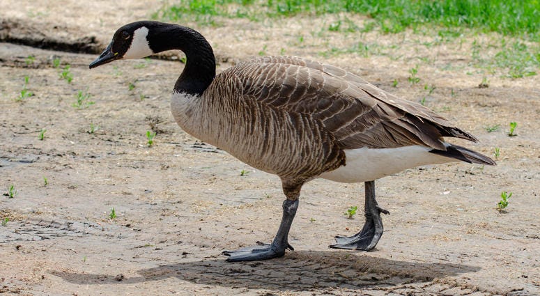 Canada Goose Canada Goose