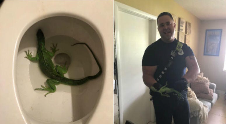 Florida man finds bright green iguana in toilet Florida man finds bright green iguana in toilet