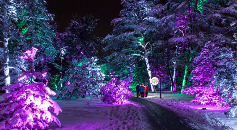 Illumination Morton Arboretum