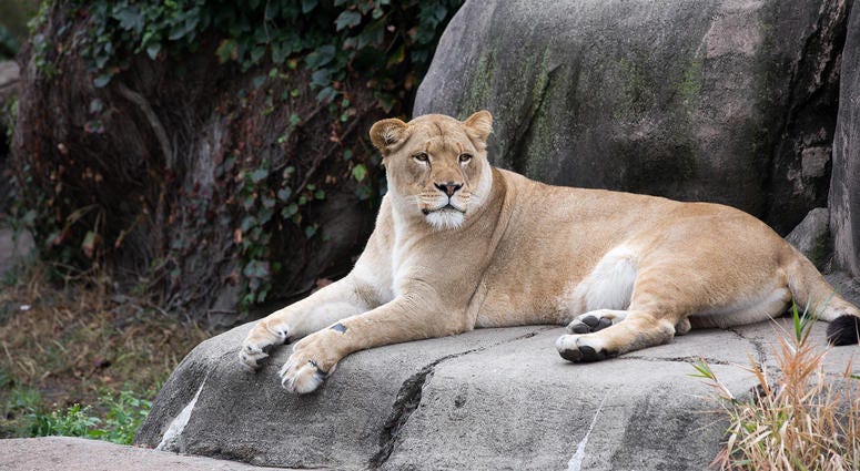 Kamali, Lincoln Park Zoo female lion Kamali, Lincoln Park Zoo female lion