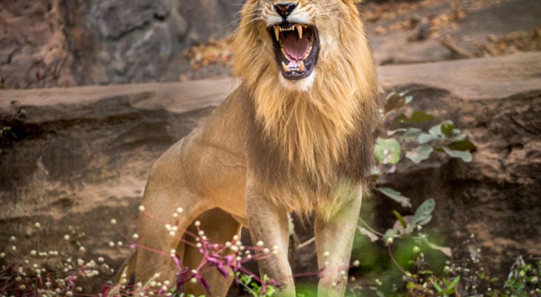 Lion
