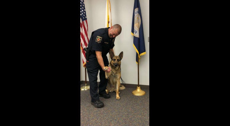 The DuPage County Sheriff’s Office announced Monday they are welcoming a new addition to their office’s Canine Unit. The DuPage County Sheriff’s Office announced Monday they are welcoming a new addition to their office’s Canine Unit.