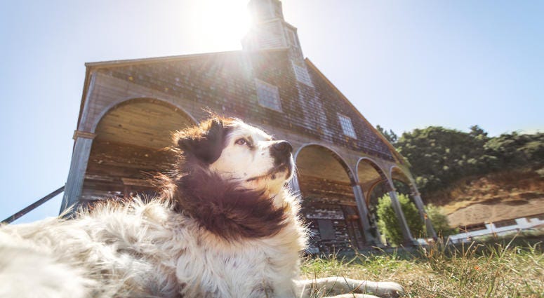 Pets blessed at church Pets blessed at church
