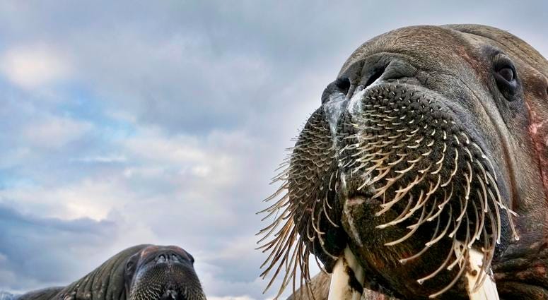 Having spotted walruses from his dinghy off the coastof Svalbard, Norway, photographer Valter Bernardeschi slipped into icy water to photograph them. He captured these young walruses with his camera on a float. Having spotted walruses from his dinghy off the coastof Svalbard, Norway, photographer Valter Bernardeschi slipped into icy water to photograph them. He captured these young walruses with his camera on a float.