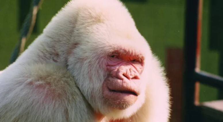 Albino Gorilla, Snowflake Albino Gorilla, Snowflake
