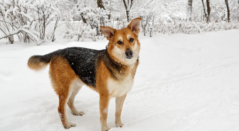 dog in winter dog in winter