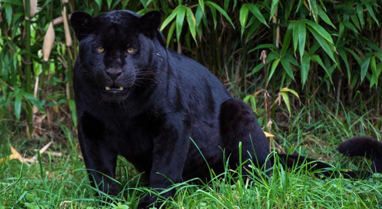 Black Jaguar Black Jaguar
