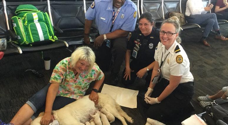 Service dog has puppies at airport Service dog has puppies at airport