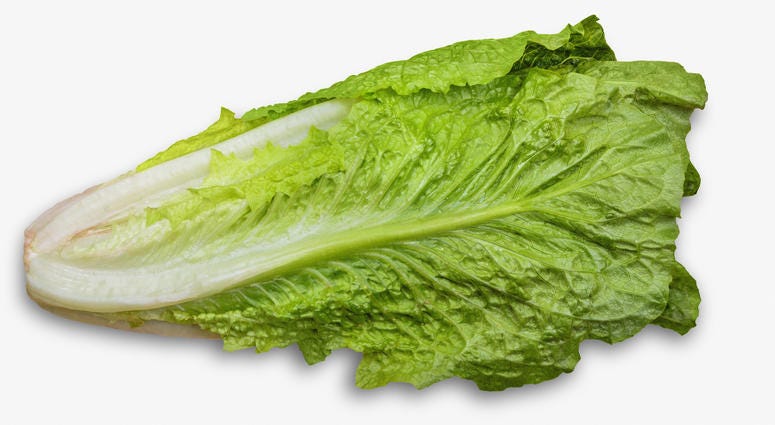 Romaine Lettuce Romaine Lettuce