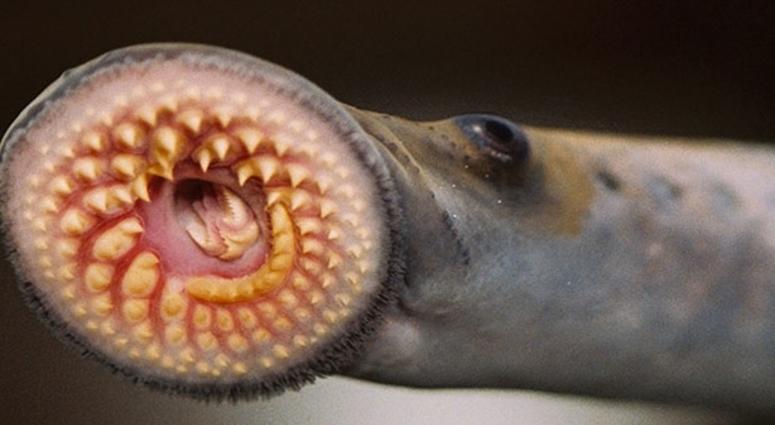 Sea Lamprey