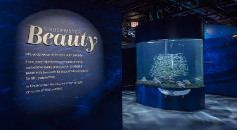 The Shedd Aquariums Underwater Beauty exhibit opened Friday, May 25. Shedd Aquarium Underwater Beauty
