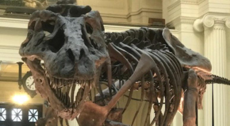 The iconic T Rex SUE in her current first-floor digs at the Field Museum.