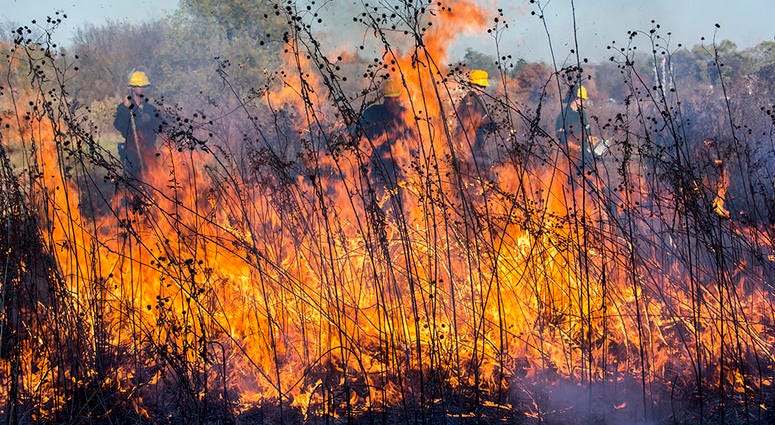 DuPage To Begin Spring Controlled Burns To Protect Native Plants DuPage To Begin Spring Controlled Burns To Protect Native Plants