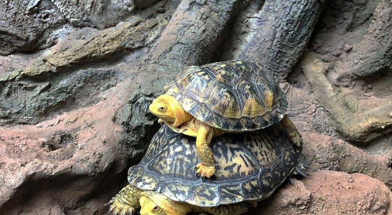 Turtles