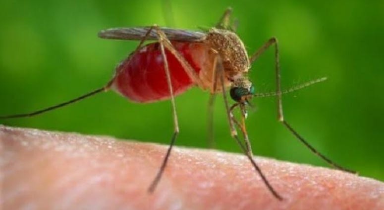 The Culex mosquito