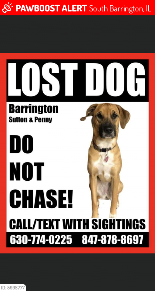 The Martin family of Algonquin is searching for its dog, Xena, who disappeared Jan. 4 in the Barrington Hills area. The Martin family of Algonquin is searching for its dog, Xena, who disappeared Jan. 4 in the Barrington Hills area.