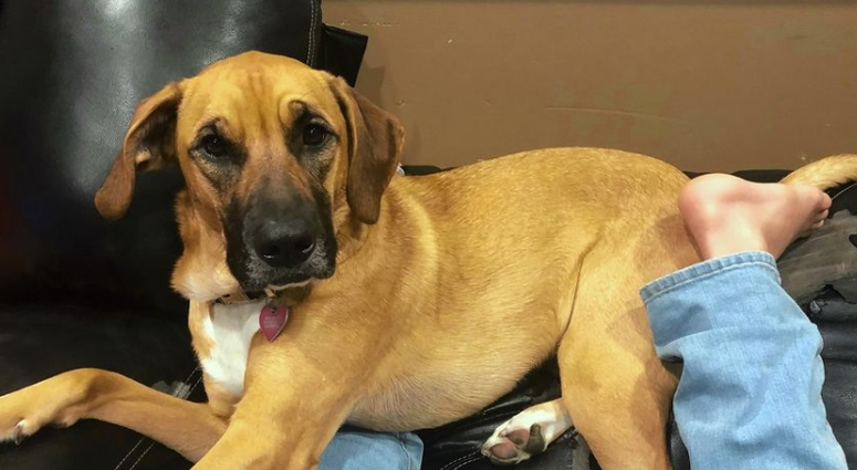 The Martin family of Algonquin is searching for its dog, Xena, who disappeared Jan. 4 in the Barrington Hills area. The Martin family of Algonquin is searching for its dog, Xena, who disappeared Jan. 4 in the Barrington Hills area.