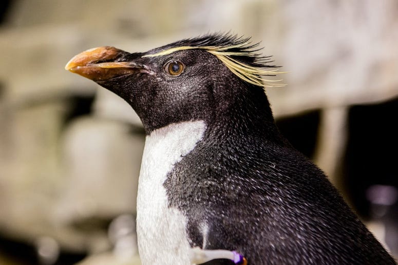Wellington_Penguin