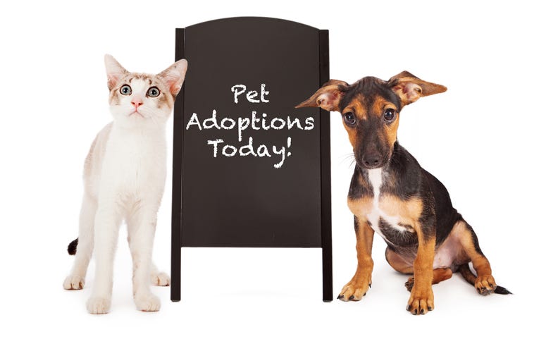 pet adoption Pet adoption