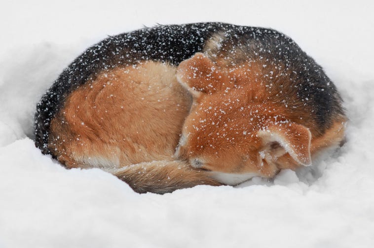 Dog Snow Dog Snow
