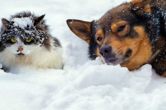 Pets Winter Pets Winter