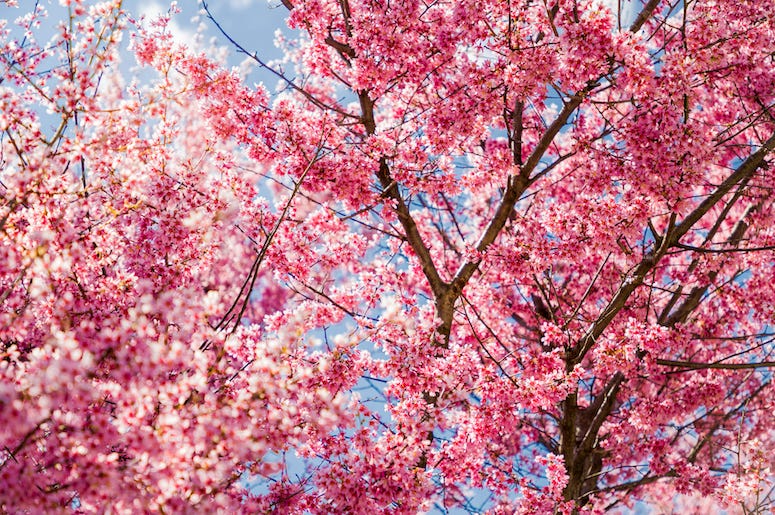 Freshly bloomed spring flowers on tree on a cloudless day in Philadelphia, PA. Vibrant pinks against blue sky. (Freshly bloomed spring flowers on tree on a cloudless day in Philadelphia, PA. Vibrant pinks against blue sky. Freshly bloomed spring flowers on tree on a cloudless day in Philadelphia, PA. Vibrant pinks against blue sky. (Freshly bloomed spring flowers on tree on a cloudless day in Philadelphia, PA. Vibrant pinks against blue sky.