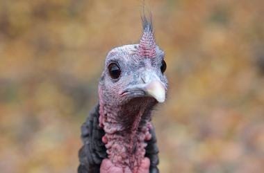 Turkey