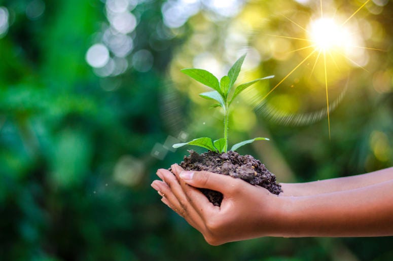 Earth Day In the hands of trees growing seedlings. Bokeh green Background Female hand holding tree on nature field grass Forest conservation concept Earth Day celebrations in Philadelphia