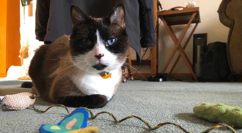 Baggerman's Cat