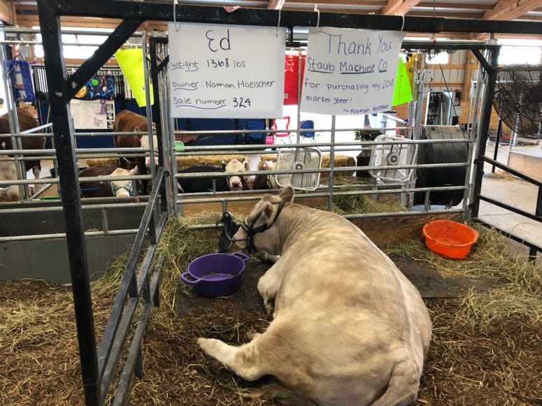 Cow at the Erie County Fair. August 15, 2019 (WBEN Photo/Mike Baggerman)