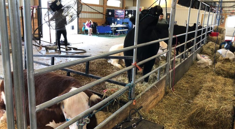 Cows at the Erie County Fair. August 15, 2019 (WBEN Photo/Mike Baggerman)