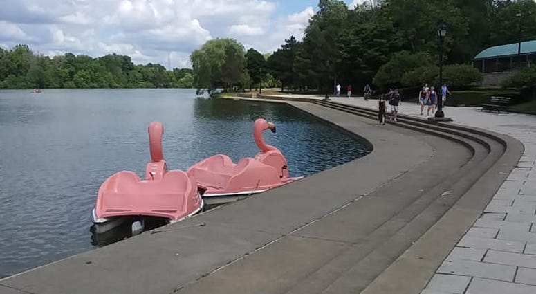 FLOATmingo paddle boats at Hoyt Lake in Buffalo