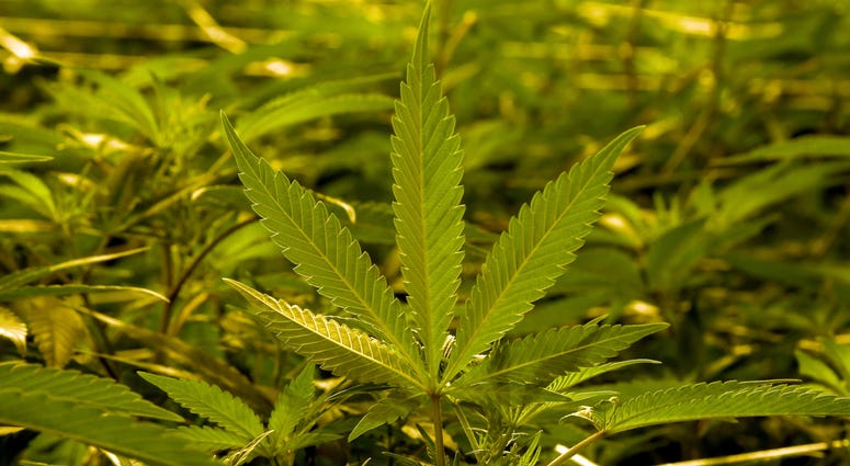 Marijuana