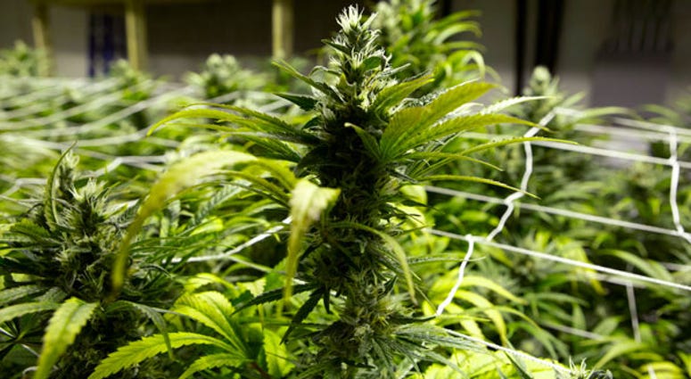 Twenty states and the District of Columbia have already legalized medical marijuana.